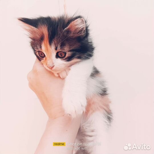 Маленькие пушистики ищут семью. очень пушистые