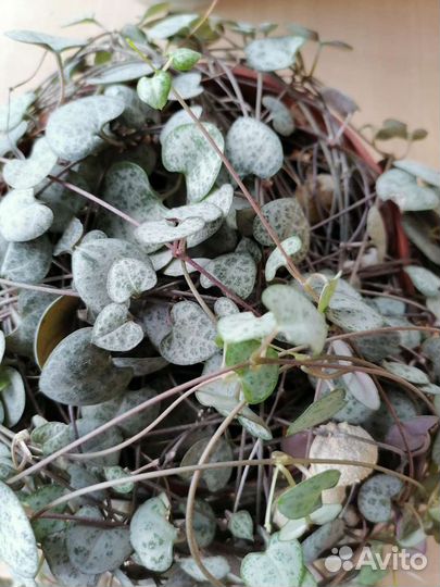 Суккулент Церопегия Вуду