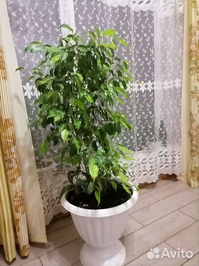 Фикус бенджамина Наташа