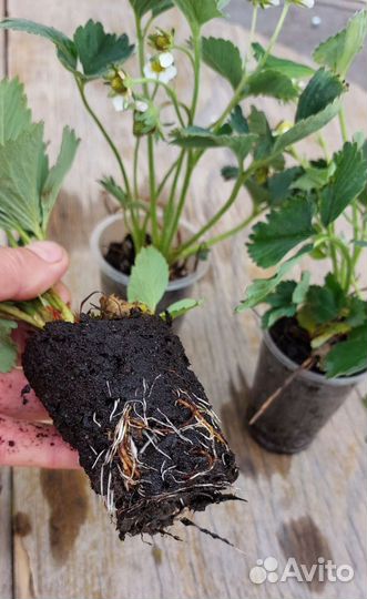 Рассада клубники