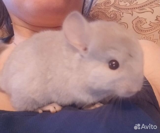 Шиншилла
