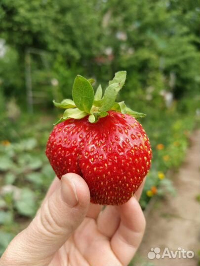 Саженцы клубники