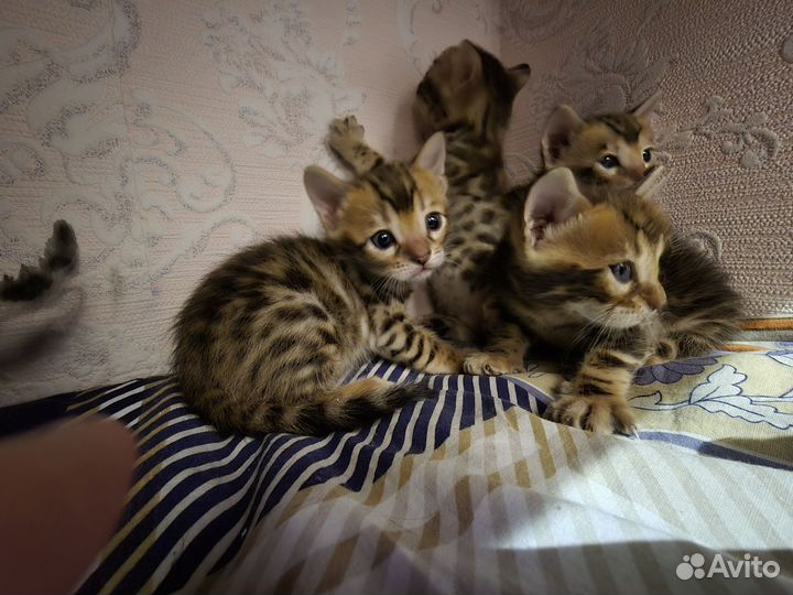 Бенгальские котята