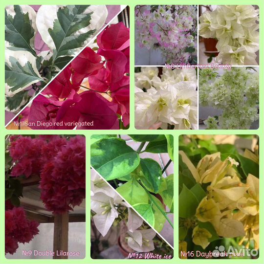 Комнатные и садовые растения