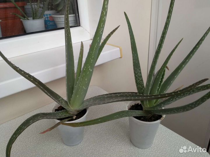 Алоэ, каланхоэ, золотой ус