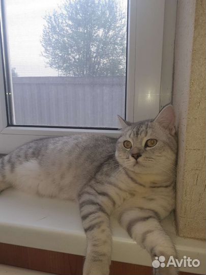 Шотландский кот вязка