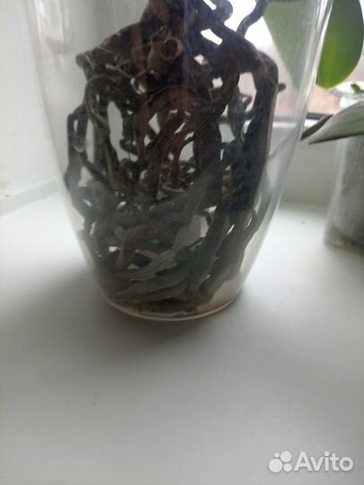 Орхидея Rotterdam