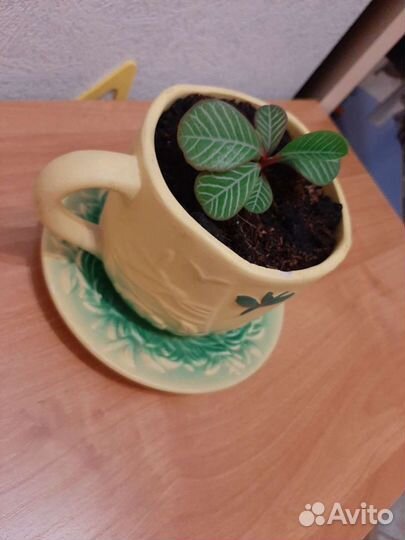 Молочай беложильчатый (эуфорбия)