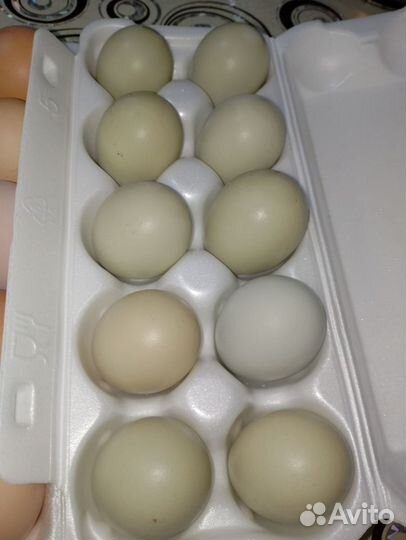 Домашние куриные яйца инкубационные