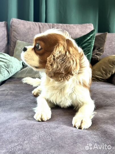 Вязка кавалер кинг чарльз спаниель