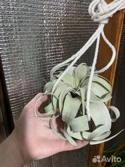 Тилландсия атмосферная (ксерографика), биркин,алоэ