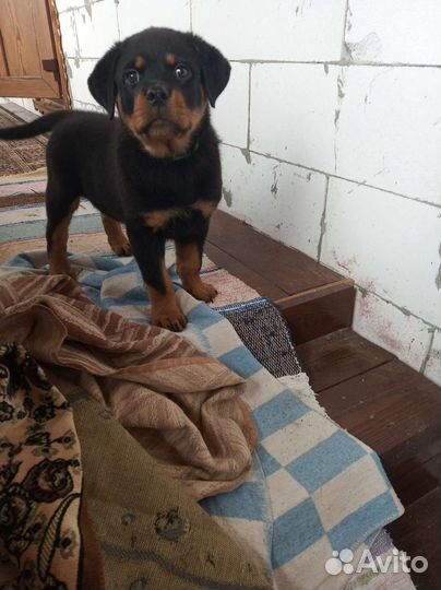 Щенки ротвейлера