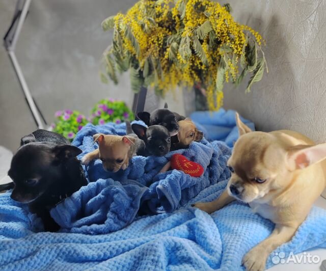 Девчонки гладкошерстные Чихуашки