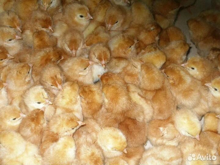 Суточные петушки