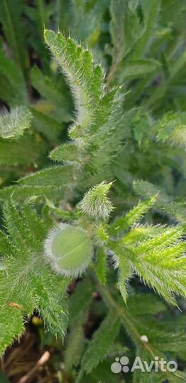 Мак садовый