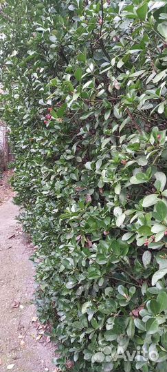 Бересклет японский саженцы