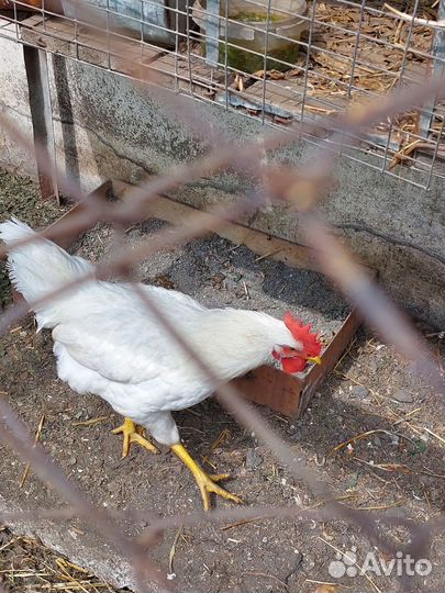 Петух молодой породы доминант