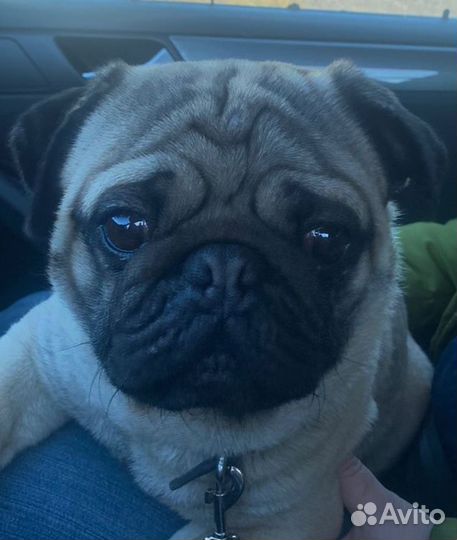 Мопс в добрые руки