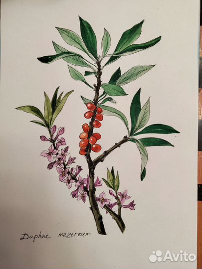 Акварель растение