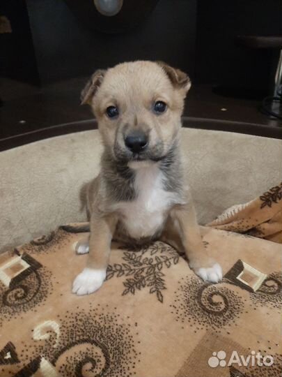 Смесь пород стафорд и немца