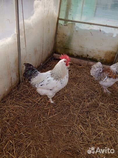 Молодые петушки