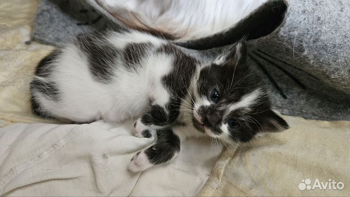 Очаровательные котята в добрые руки