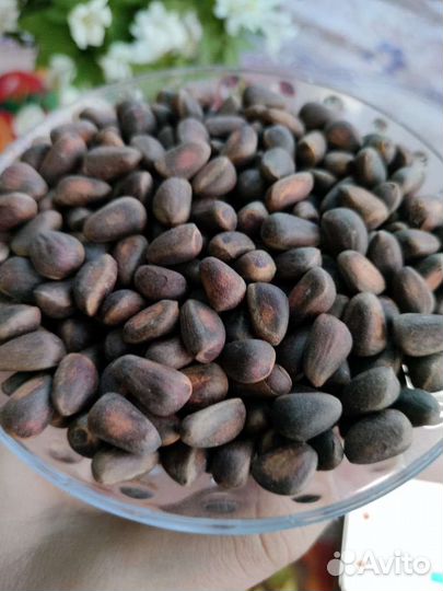 Кедровый орех продам