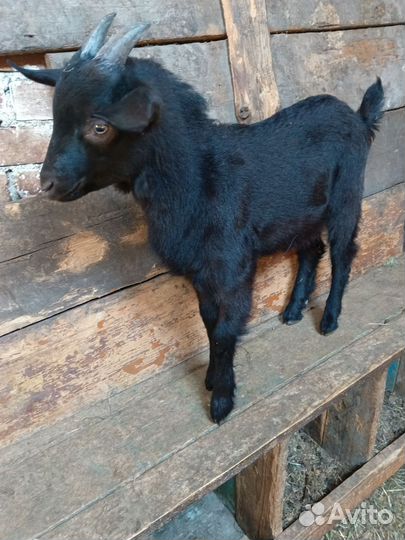 Коза дойная
