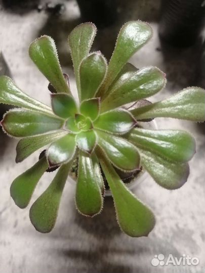 Суккуленты, эхеверии, красуллы, хавортия, алоэ