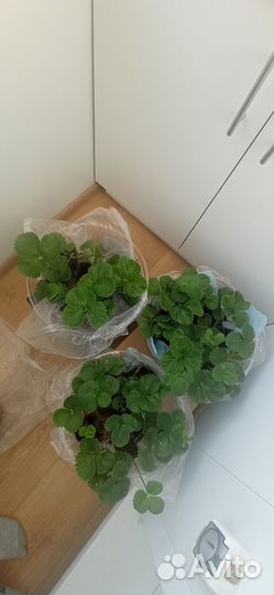 Рассада клубники сорт роксана