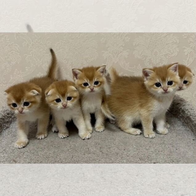 Шотландский вислоухий короткошёрстный котёнок