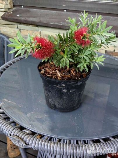 Каллистемон