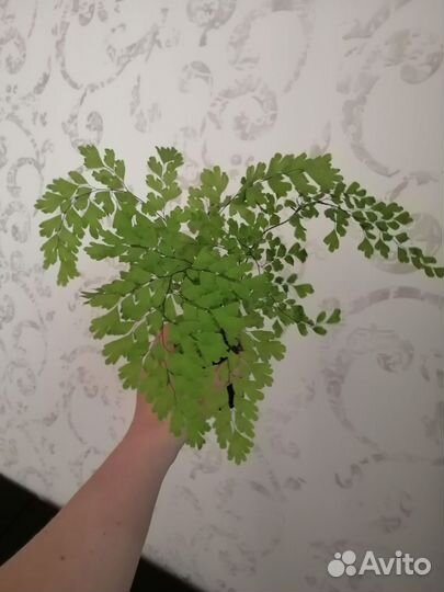 Папоротник адиантум (венерин волос)