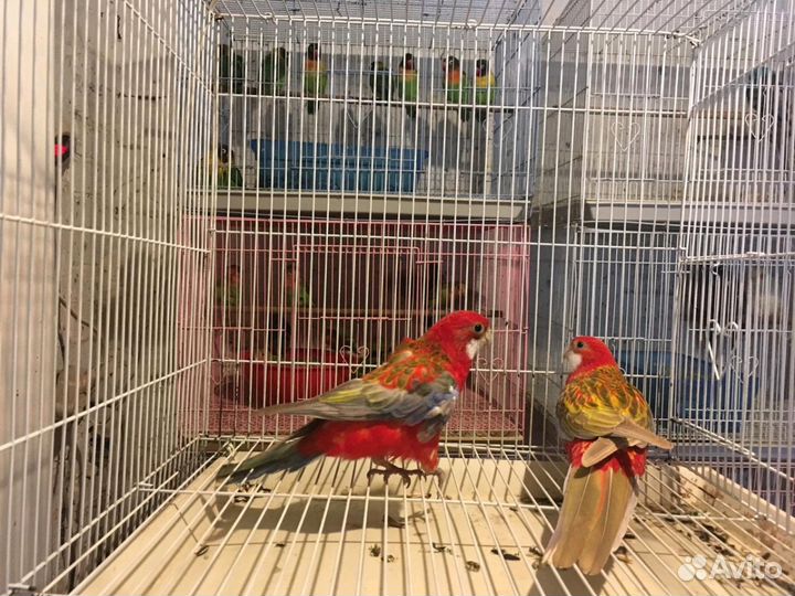 Мир Попугаев. Розелла