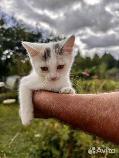 Кошечка ищет дом