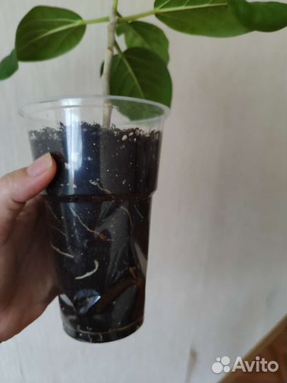 Фикус бенгальский Одри