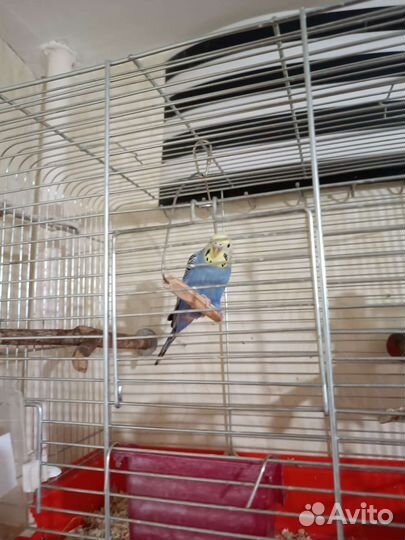 Волнистый попугай с клеткой