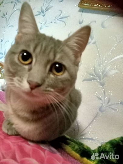 Котенок