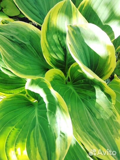 Многолетние растения и кустарники