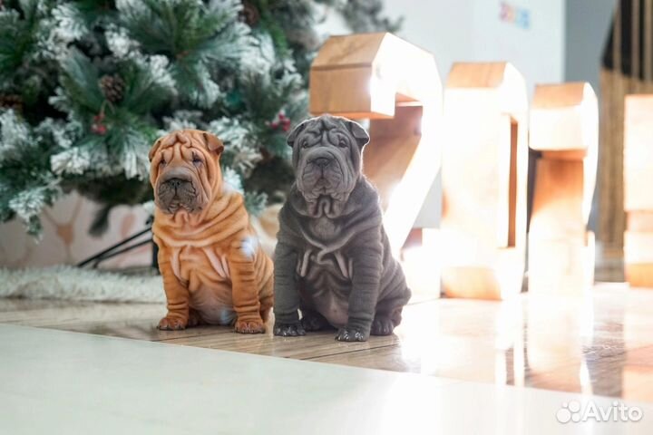 Щенки шарпея