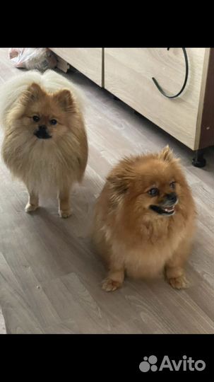 Померанский шпиц