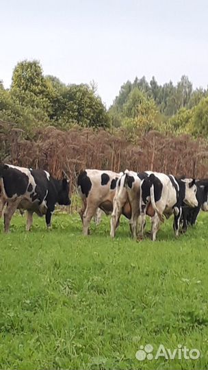 Быки и телки на мясо