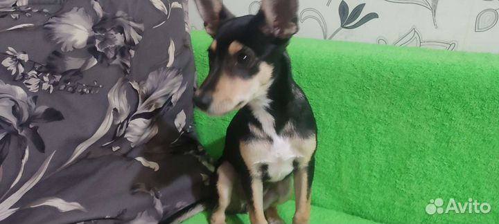 Щенок (сука) в добрые руки отдам бесплатно