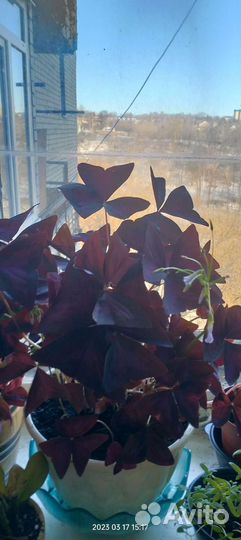 Кислиница (оксалис бабочка)