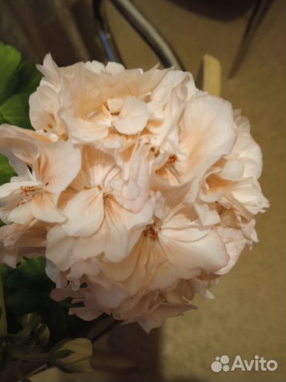 Махровые пеларгонии