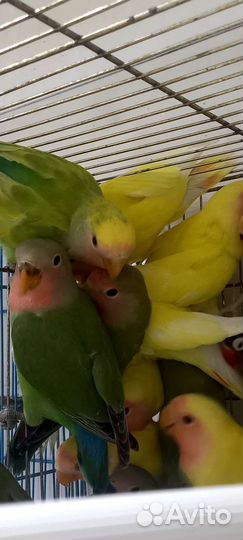 Попугай неразлучники