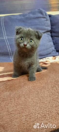 Вислоухие котята