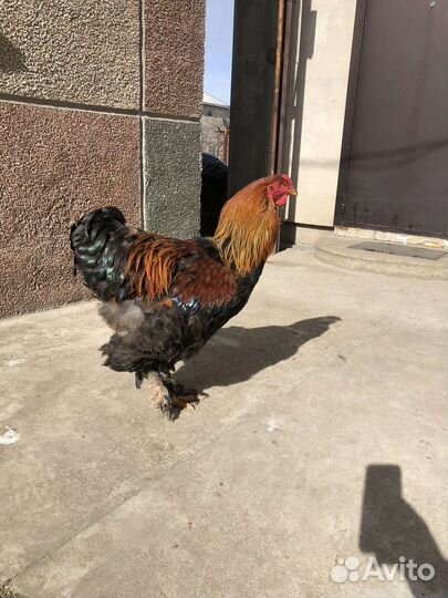 Инкубационное яйцо брамы