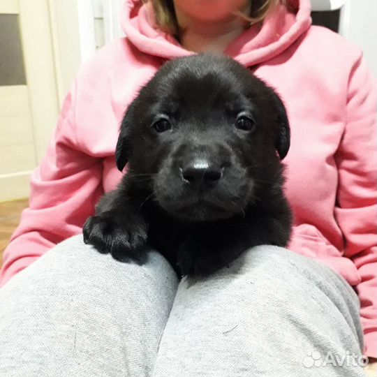 Щенки лабрадора