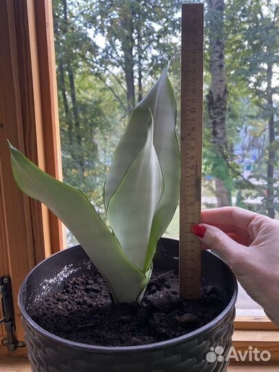 Сансевьерия